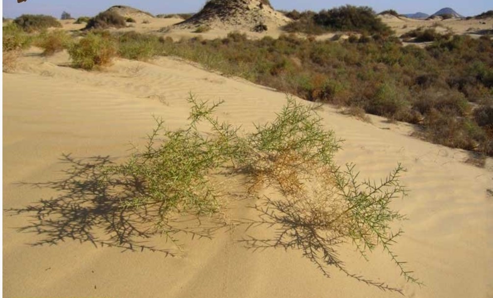 Как выглядит верблюжья колючка фото в пустыне